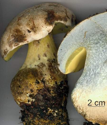 Boletus radicans